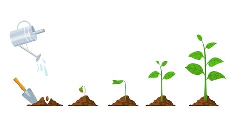Como Crescem As Plantas - Diagrama mostrando como as plantas crescem da semente ao feijão | Vetor ...