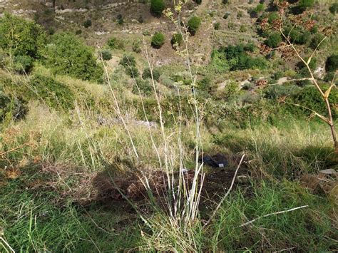 Reggio Calabria Auto Precipita Nella Scarpata Dalla San Sperato