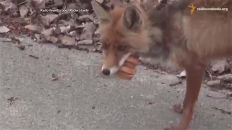 'Chernobyl Fox' Caught on Camera Makes Himself a Huge Sandwich - ABC News