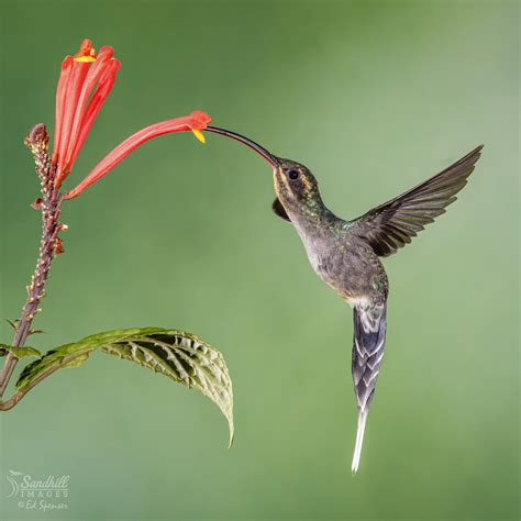 Green Hermit Hummingbird 20171118 0b5a6344 Edit Flickr