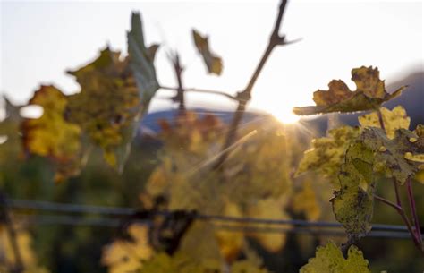 Sonnenuntergang In Den Weinbergen Klaus Venus