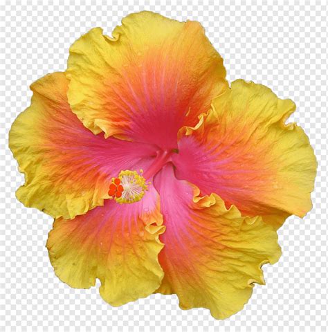 Hibiscus Flower Puerto Rico Best Flower Site