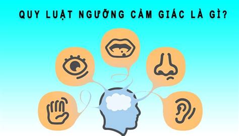 Quy luật ngưỡng cảm giác là gì? Ví dụ về quy luật ngưỡng cảm giác ...