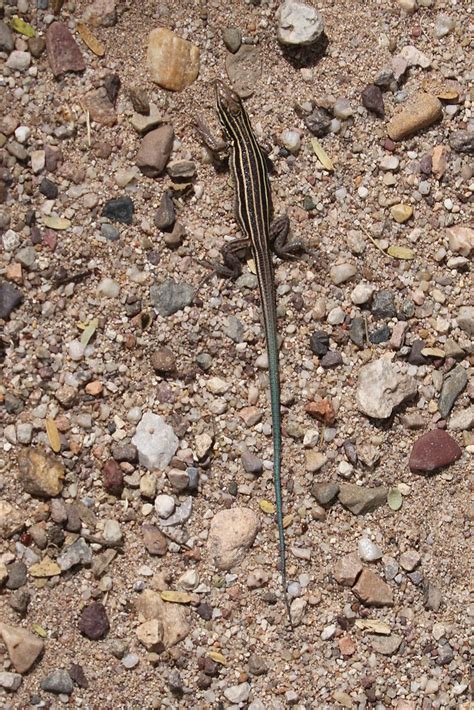 Rn A Desert Grassland Whiptail Aspidoscelis Uniparren Flickr