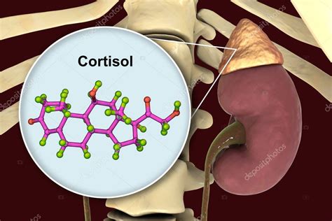 Molécula De Hormona Cortisol Y Glándula Suprarrenal Ilustración 3d El Cortisol Es Una Hormona