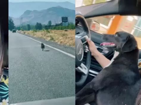 Usuaria De Tiktok Capta Momento En El Que Perro Corre Tras Auto Que Lo