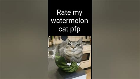 watermelon cat #mewing #youtubeshorts #odetari #odetarigetsomesleep # ...