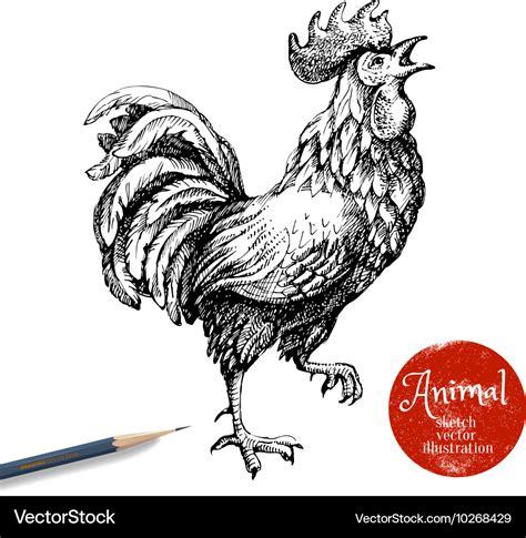 Hand drawn rooster sketch chicken isolated Vector Image