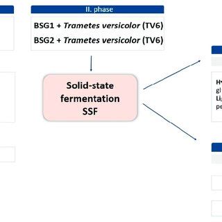 Scheme Schematic Representation Of The Experimental Setup