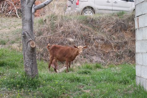 News from Sierra Nevada Guides: Wildlife in Spain’s Sierra Nevada Mountains