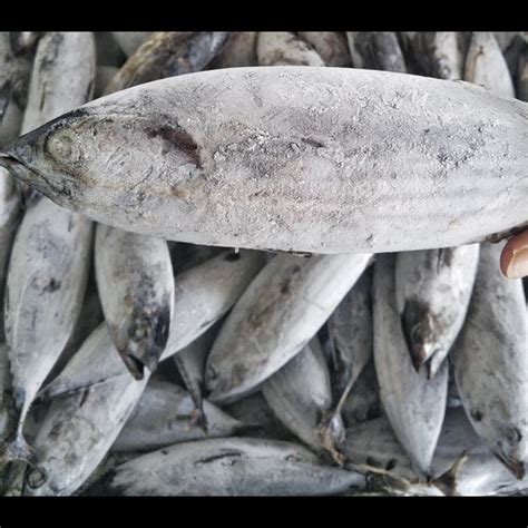 Jual Ikan Beku Dan Fillet Ikan Cakalang Jakarta Tritoba Samudera