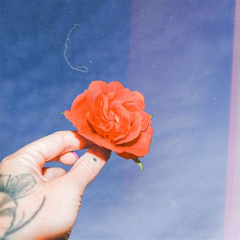 Download Hand Holding Rose Aesthetic Photography Wallpaper