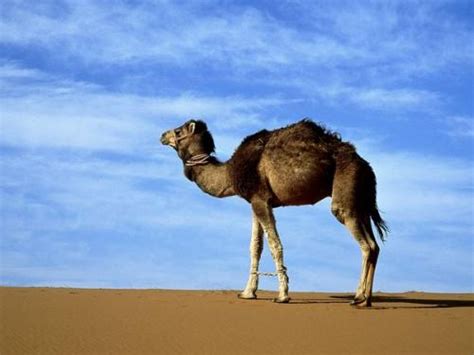 أروع صور جمل Camel