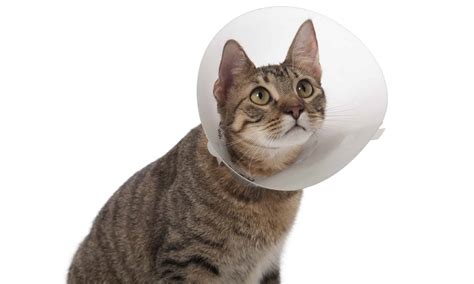 Cat Cone Alternatives For Recovery Vetstreet Vetstreet Off