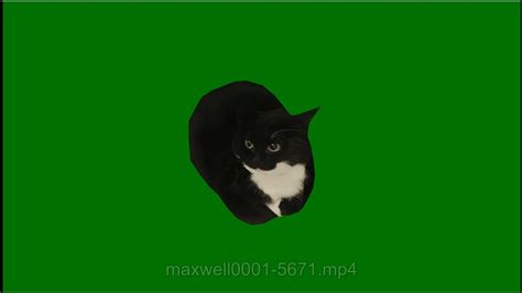 Maxwell The Cat Spinning Green Screen Youtube