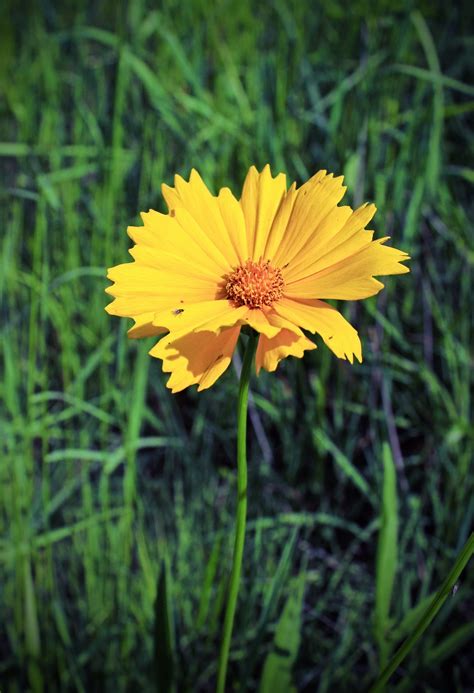 Banco De Imagens Natureza Plantar Campo Prado Pradaria Flor