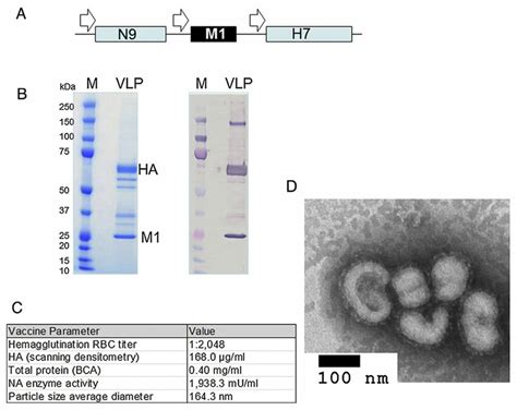 Recombinant Baculovirus Rbv Construct And Expression Of Download Scientific Diagram