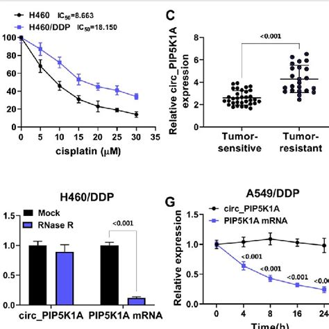 Circ PIP5K1A Was Upregulated In DDP Resistant NSCLC Tissues And Cells