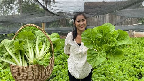 Fresh Taiwan Bok Choy Recipe Taiwan Boy Choy From The Farm Prepare