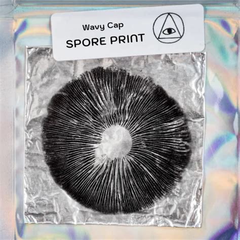 Psilocybe Cyanescens Wavy Cap Mushroom Spore Print