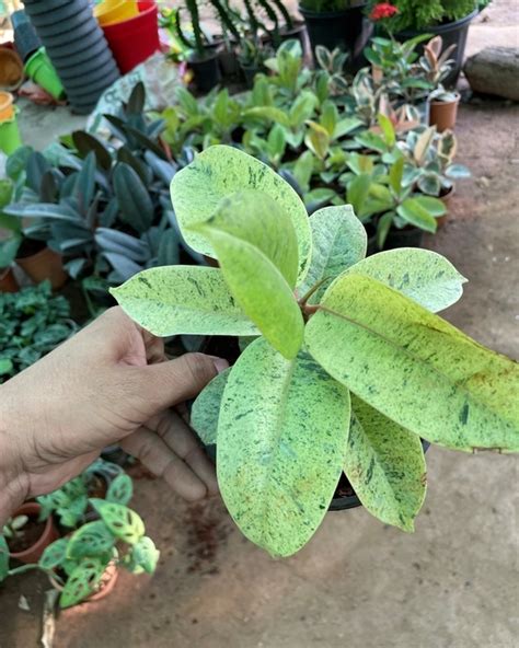 Ficus Shivereana Online Rubber Tree Rubber Plant Delhi