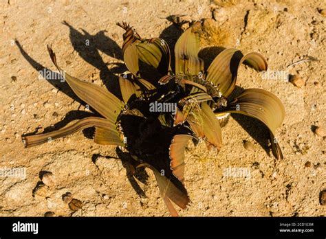 Welwitschia Mirabilis A Plant Known As Desert Octopus Only Exists In