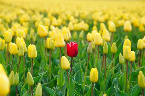 Quand Couper Les Tiges Des Tulipes Fan Es Libre Info