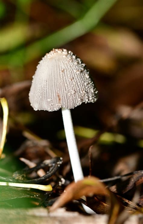 Coprinellus Sect Domestici From Brogueira Portugal On November