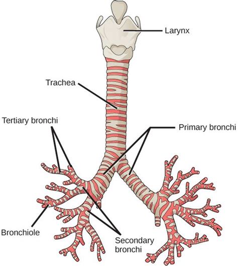 Difference Between Bronchi and Bronchioles | Definition, Structure ...