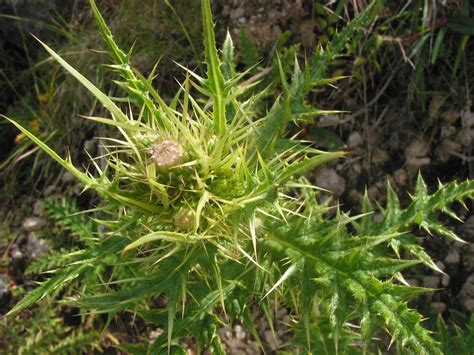 Cirsium Luzoniense Asteraceae Image At Phytoimages Siu Edu