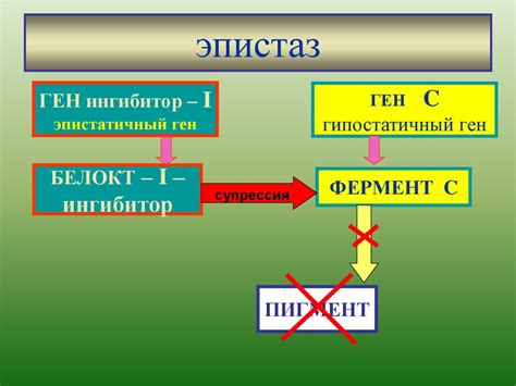 Генотип как целостная эволюционно сложившаяся система - презентация онлайн