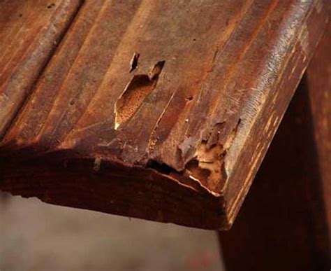 Termite Exit Holes How To Identify In Drywall Furniture Floor Or Wood