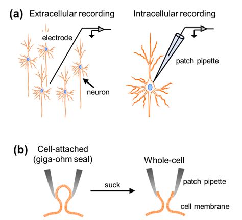 Lesson 2 Analyzing Extracellular Recordings — Teaching And Learning With Nwb Datasets