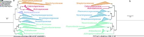 RAxML Trees Based On A 16S RRNA Gene Sequence B A Concatenated 18