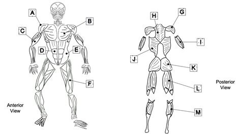 Anatomy Physiology Lesson Review Diagram Quizlet