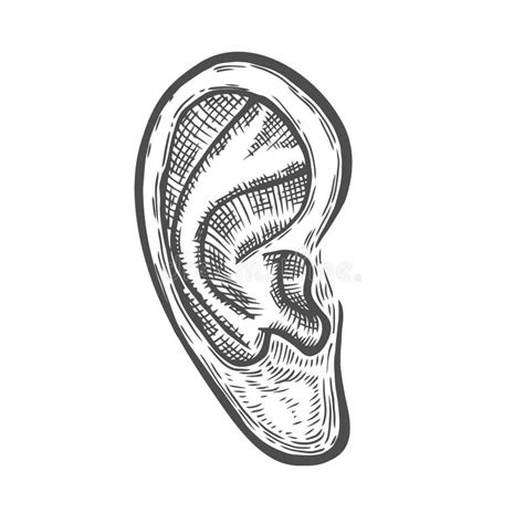 Ear Vintage Anatomy Stock Illustrations 187 Ear Vintage Anatomy Stock Illustrations Vectors