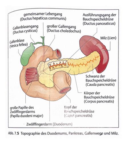 BAUCHSPEICHELDRÜSE PANKREAS Karteikarten Quizlet