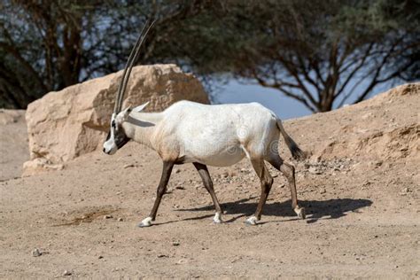 Wild Animal Arabian Oryx In Al Ain Zoo Safari Park Stock Image Image