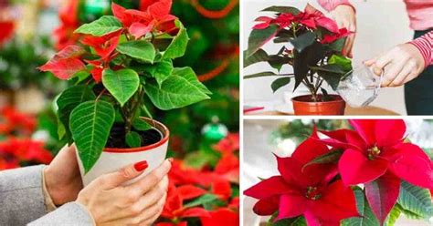 Comment Bien Choisir Et Entretenir Un Poinsettia étoile De Noël 3