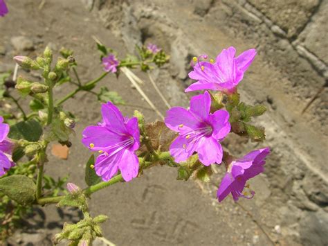 Flor Silvestre Morada Foto Gratis En Pixabay Pixabay