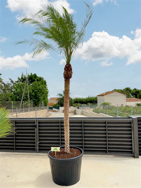 Phoenix Roebelenii La Palmera Pigmea Tropicalia Garden