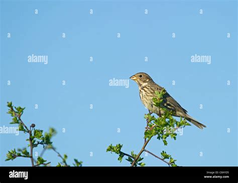 Corn Bunting Bunting Milaria Norfolk Hi Res Stock Photography And