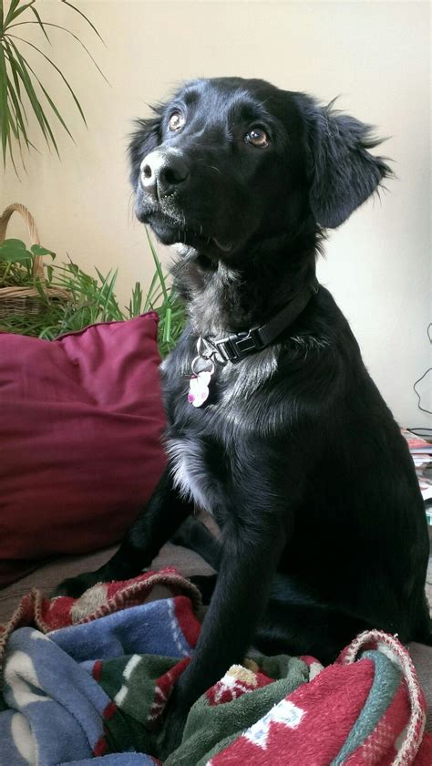 Border Collie Flat Coated Retriever Mix Puppy