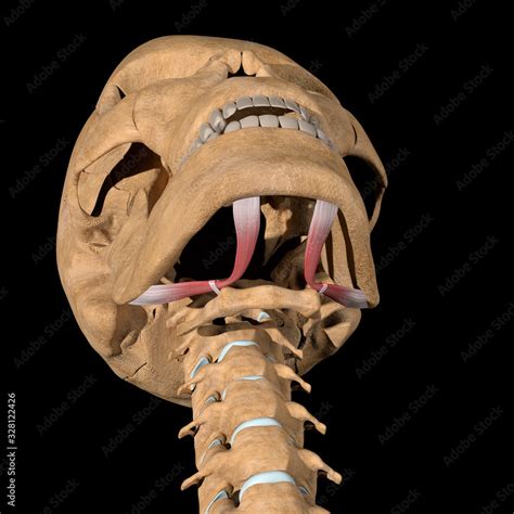 This 3d Illustration Shows The Digastric Muscles On Skeleton Stock