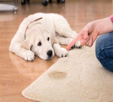 Aprendamos La Conducta De Los Cachorros