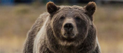 Protect Grizzlies in Yellowstone and the Northern Rockies!