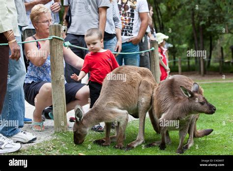 Red Kangaroos At Healesville Sanctuary Australia Stock Photo Alamy