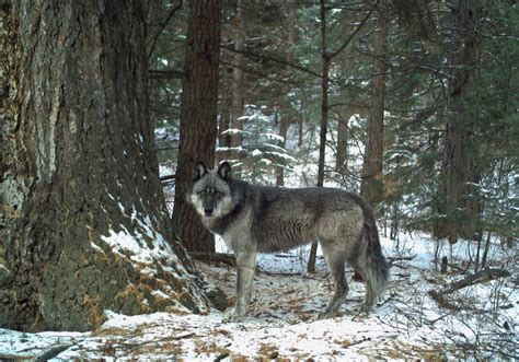 Oregon Has At Least 158 Wolves Annual Wolf Report Released