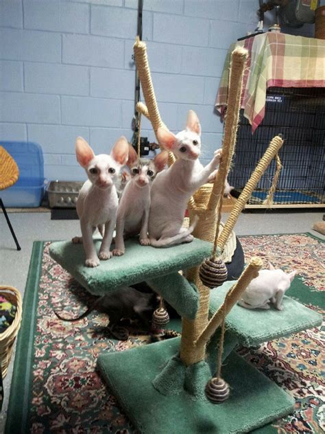 Corn Bred Cornish Rex Cattery Cat Tree 2