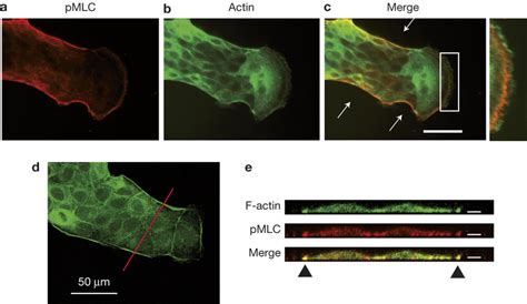 Presence Of Pluricellular Acto Myosin Structures At The Fingers Ac